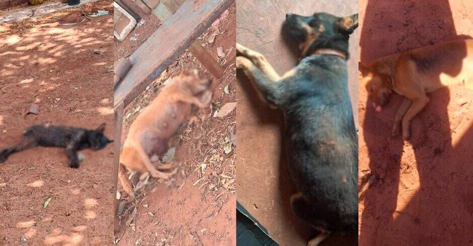 Homem é preso por matar mais de 20 cães e gatos envenenados em Brasilândia, MS