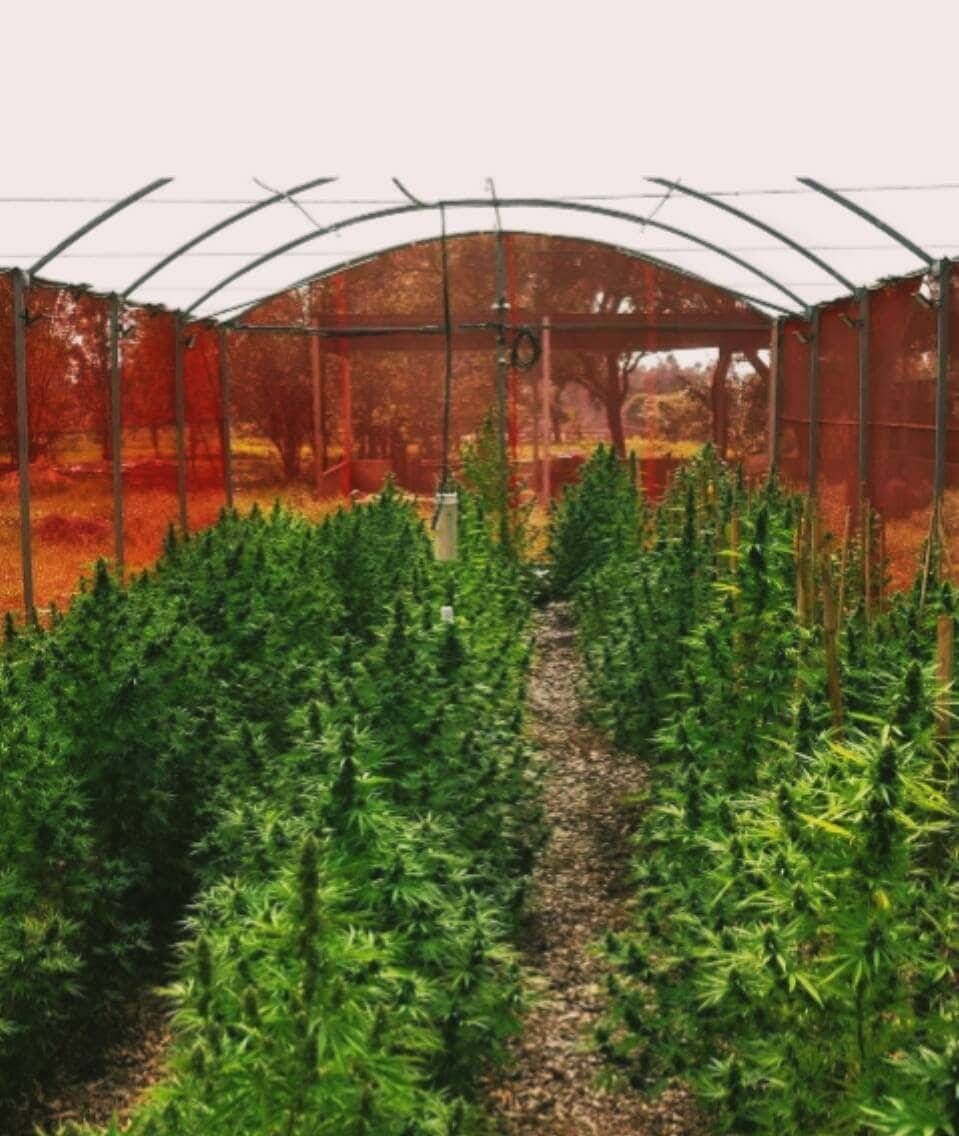 Justiça autoriza associação de MS a cultivar e distribuir cannabis medicinal
