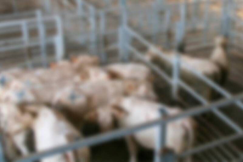 MPMS apura maus-tratos a quase 200 bovinos em propriedade rural de Dourados