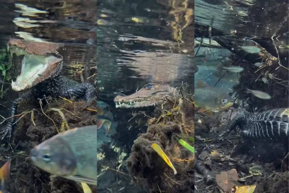 VÍDEO: jacaré é flagrado entre peixes durante passeio de flutuação em Bonito