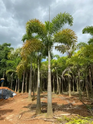 Palmeiras Adultas - Foto 1