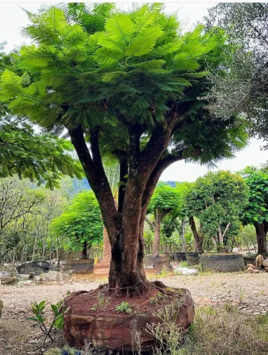 Árvores Adultas - Foto 1