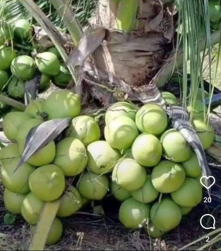 Coqueiro Anão - Foto 1