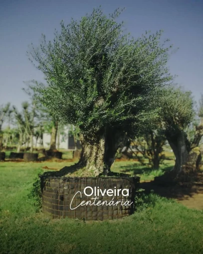 Oliveiras Centenárias Adultas - Foto 1
