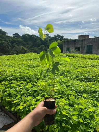 Reflorestamento Mudas Nativas - Foto 1