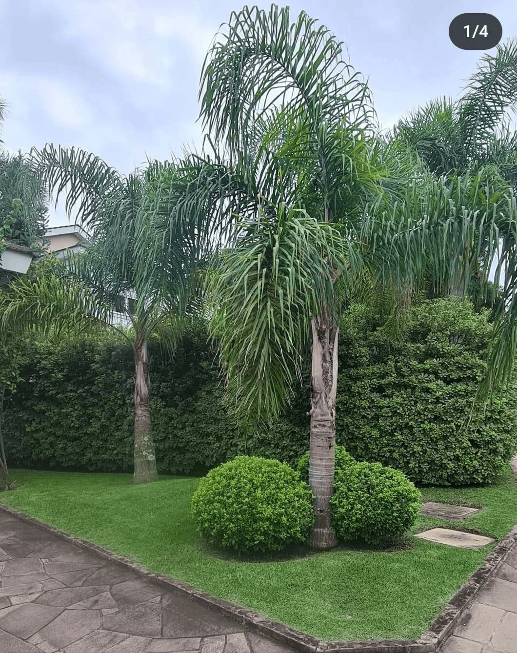 Serviços de Paisagismo - Foto 3