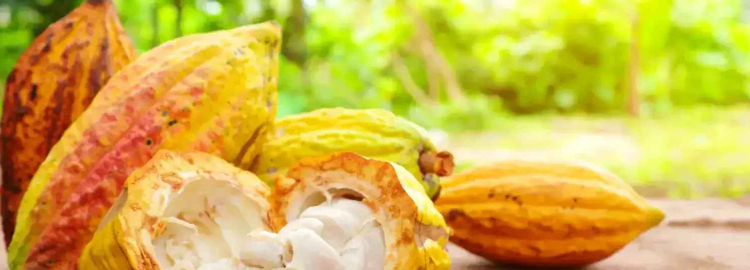 Imagem do Slide Home