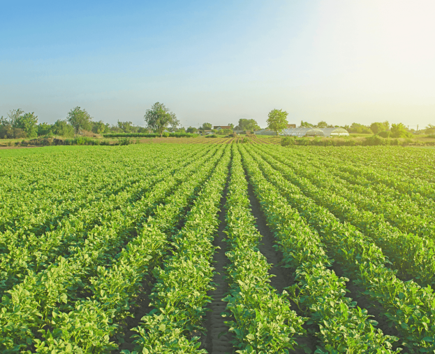 Agroindústria e agronegócios - Foto 1