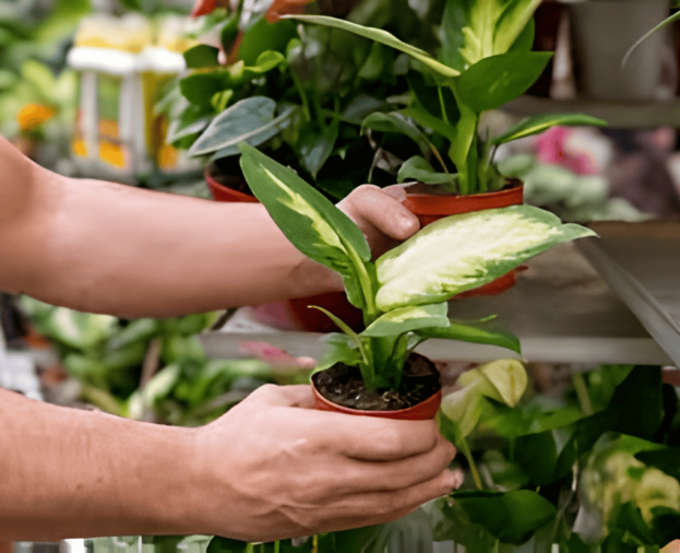 Plantas - Foto 1