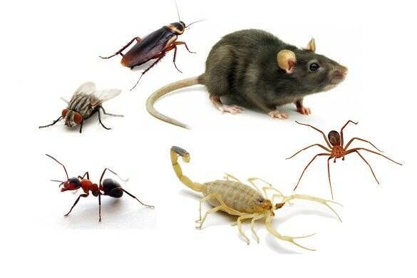 Controle de pragas em geral