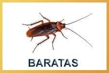 Dedetização contra baratas