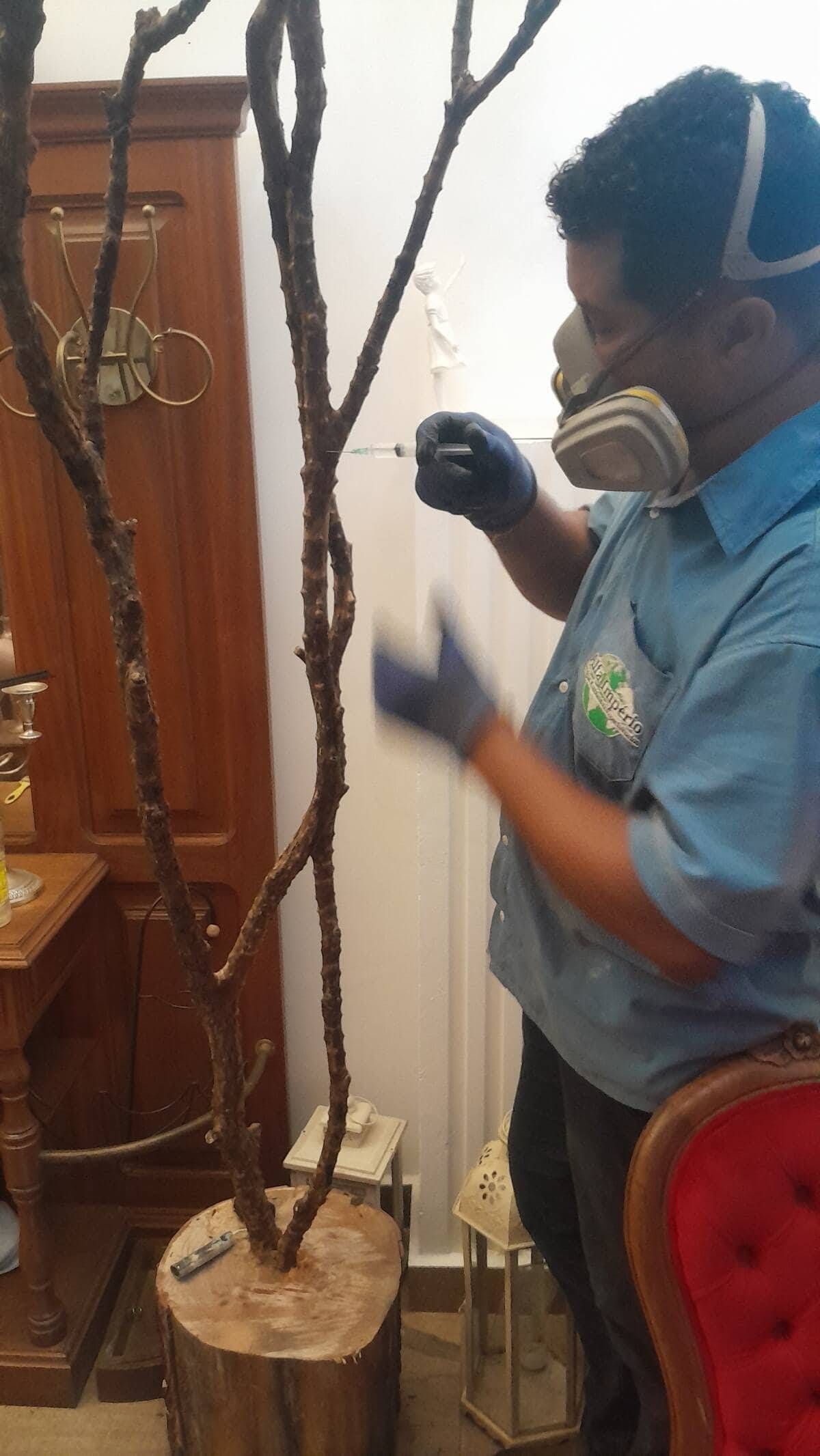 Dedetização contra cupins