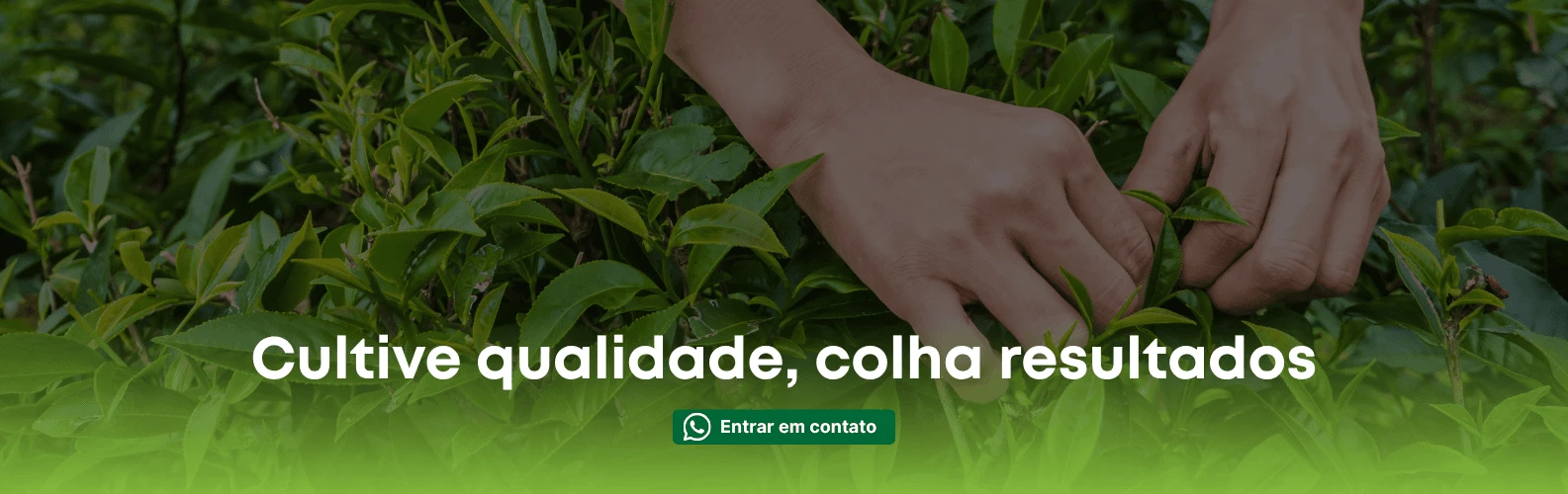 Imagem do Slide Home