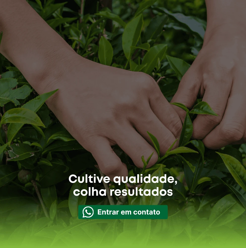 Imagem do Slide Home