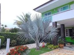 PALMEIRA AZUL