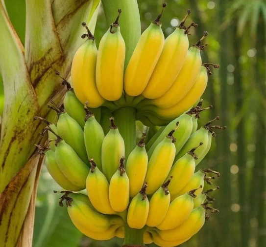 Banana Nanica - Foto 1