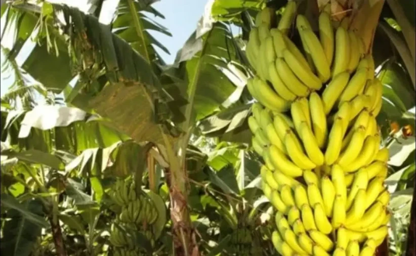 Banana Nanica Jaffa - Foto 1