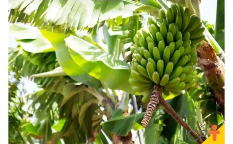 Banana Nanica Willians - Foto 1