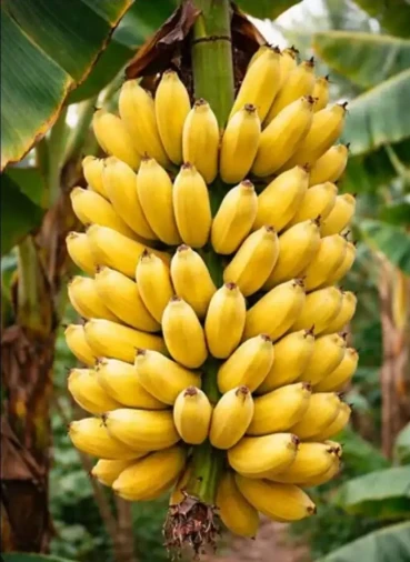 Banana Prata Anã - Foto 1