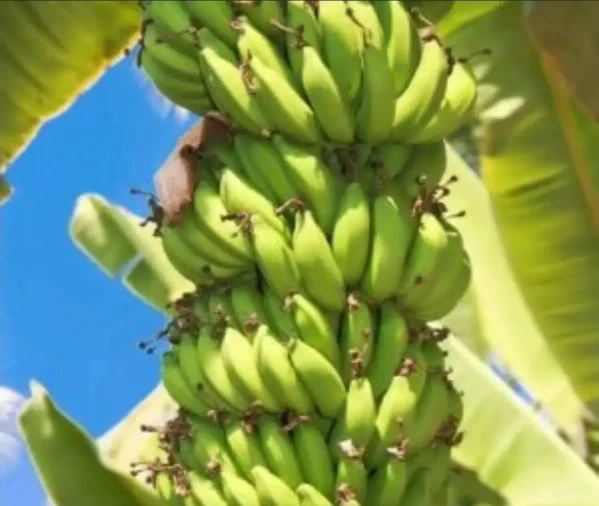 Banana Terra Anã - Foto 1