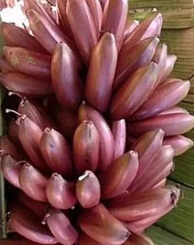 BANANA FIGO ROXO