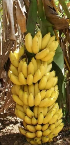Banana Ouro - Foto 1