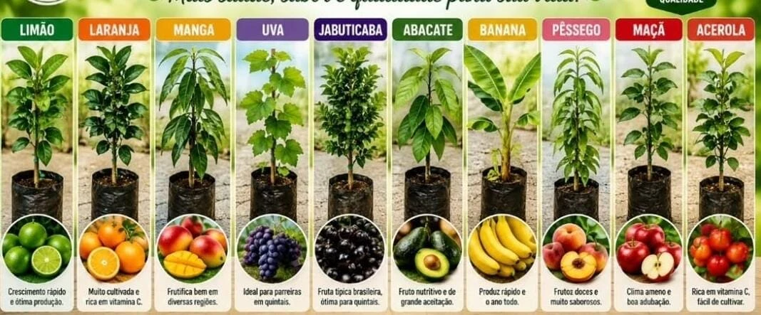 Mudas Frutíferas - Foto 2