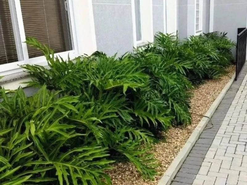 GUAIMBÊ