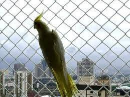 REDES DE PROTEÇÃO PARA PETS EM BH - Foto 1