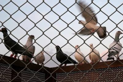 REDES DE PROTEÇÃO PARA POMBOS BH - Foto 1