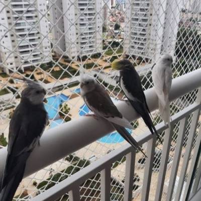 REDES DE PROTEÇÃO PARA PÁSSAROS BH - Foto 1