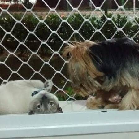 redes de proteção para gatos em apartamentos
