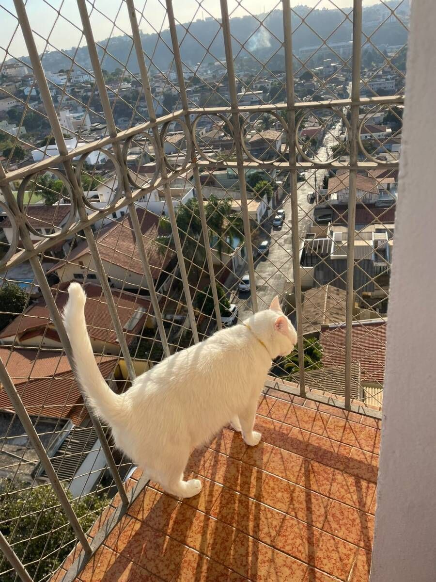 Redes de proteção gatos BH - Foto 6
