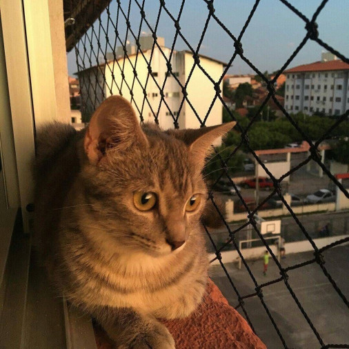 Rede de Janelas para Gatos BH - Foto 1