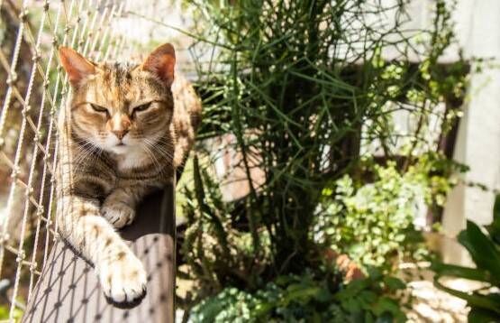 Redes de Janelas para Gatos Castelo - Foto 2