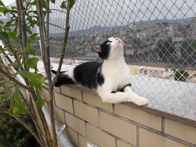 Rede de Gato BH - Foto 1