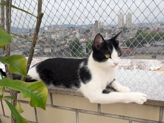 Redes de Proteção de Janelas para Gatos BH - Foto 1