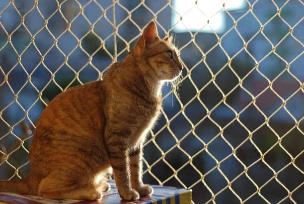 Rede gato Castelo