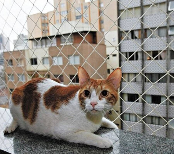 Rede proteção gatos Santo Agostinho - Foto 1