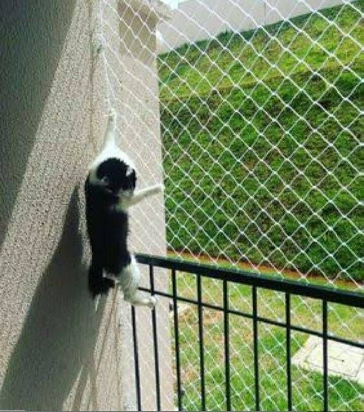 Telas de proteção para gatos bh