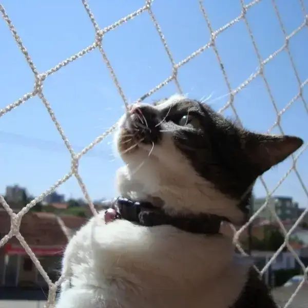 telas de proteção gatos bh