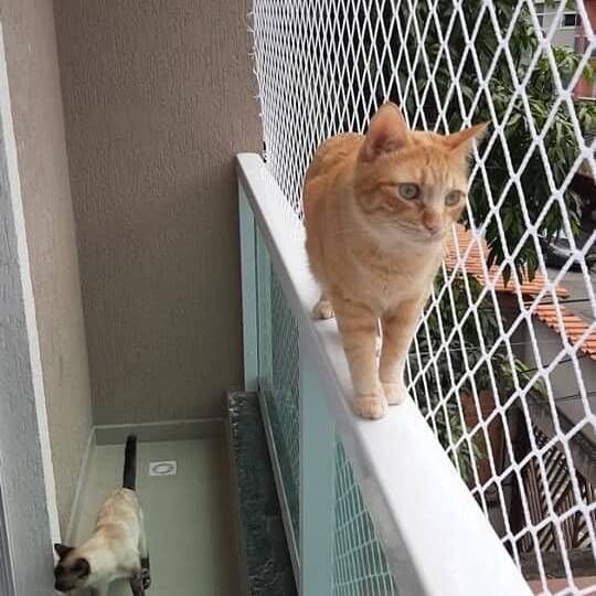 rede para gato bh