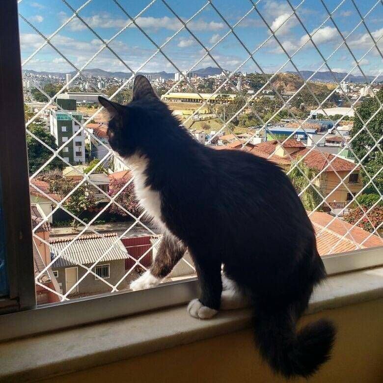 telas pra gatos bh