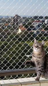 telas e proteção para gatos em bh