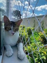 redes de proteção gatos bh