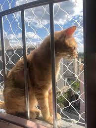 telas de proteção gatos bh