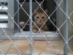 redes gatos bh