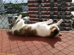 redes proteção gatos bh