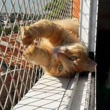redes de proteção gatos