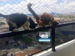 telas de proteção gatos